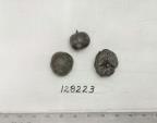 Click for 1 image(s) for this accession. FRUIT